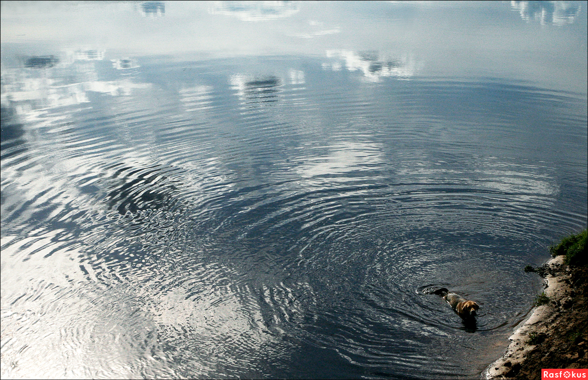 купание собаки в реке Сысола Коми края